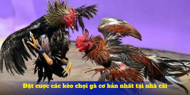 Đặt cược các kèo chọi gà cơ bản nhất tại nhà cái