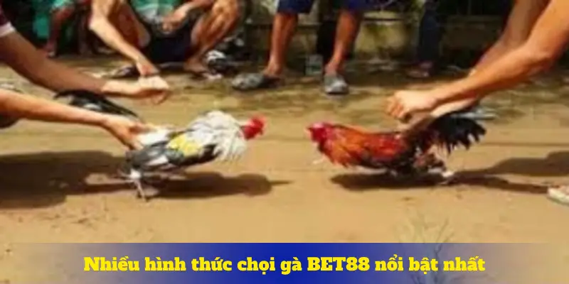 Nhiều hình thức chọi gà BET88 nổi bật nhất