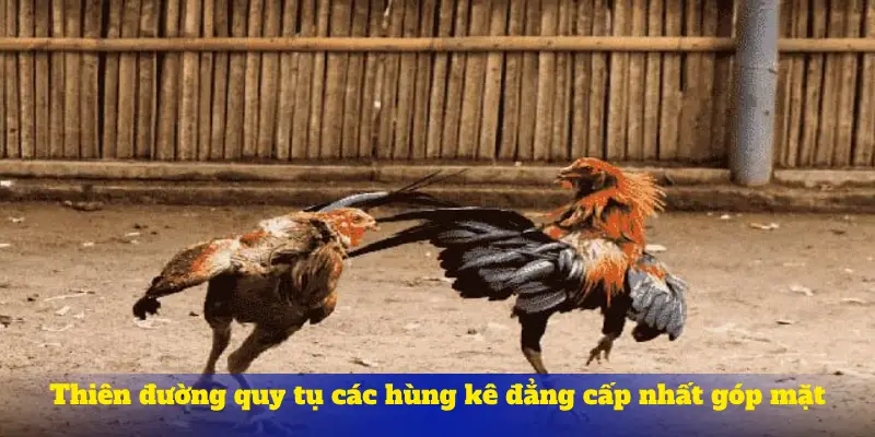 Thiên đường quy tụ các hùng kê đẳng cấp nhất góp mặt